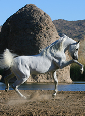 Horse, Arabian Breeder in Sarasota, FL