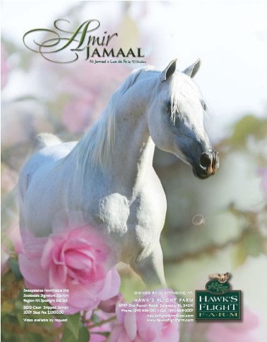 Arabian Horses for Sale, Sarasota, FL