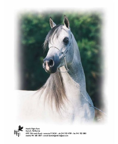 Horse, Arabian Breeder in Sarasota, FL