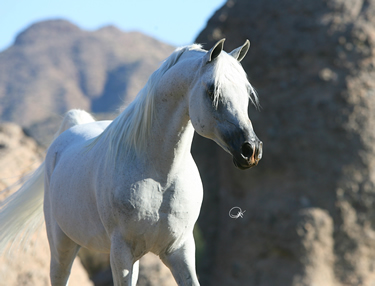 Horse, Arabian Breeder in Sarasota, FL