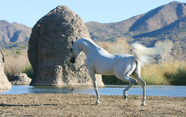 Horse, Arabian Breeder in Sarasota, FL