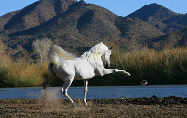 Horse, Arabian Breeder in Sarasota, FL