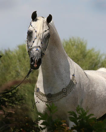 Horse, Arabian Breeder in Sarasota, FL